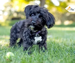 Yorkie Poo Breed