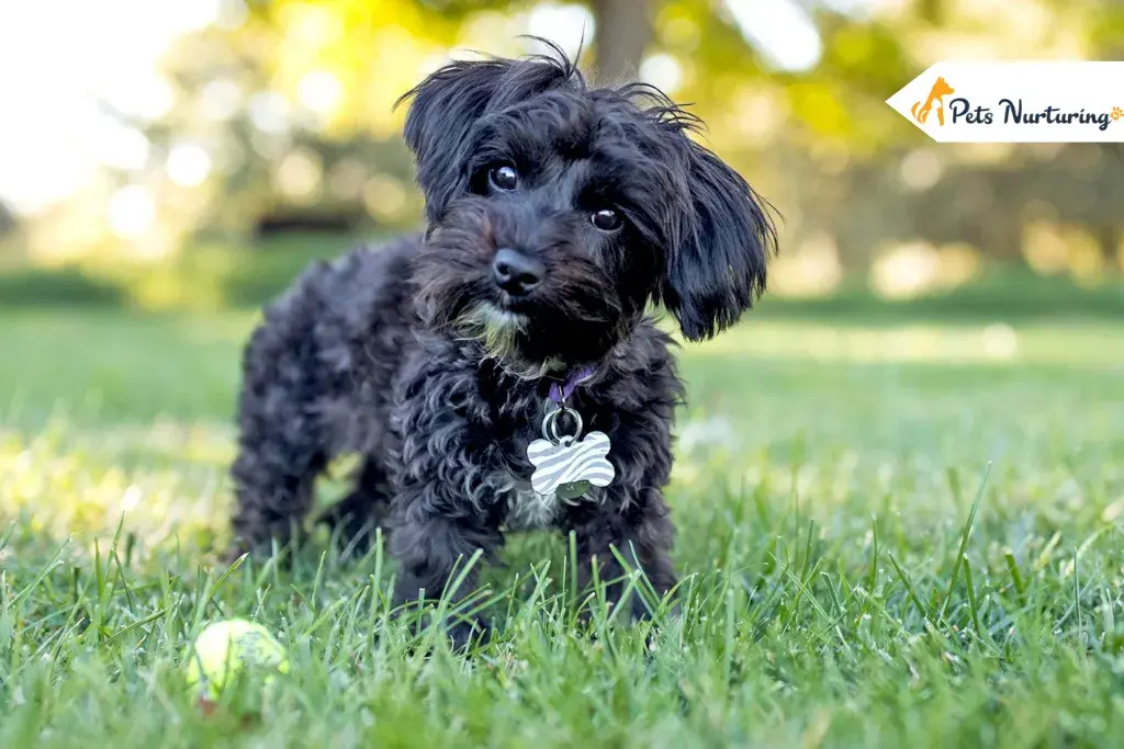 Yorkie Poo Breed