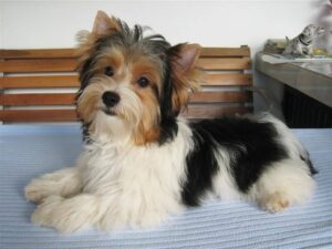 Biewer Terrier: All About Adorable and Rare Type of Breed