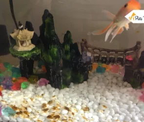 brown algae in fish tanks