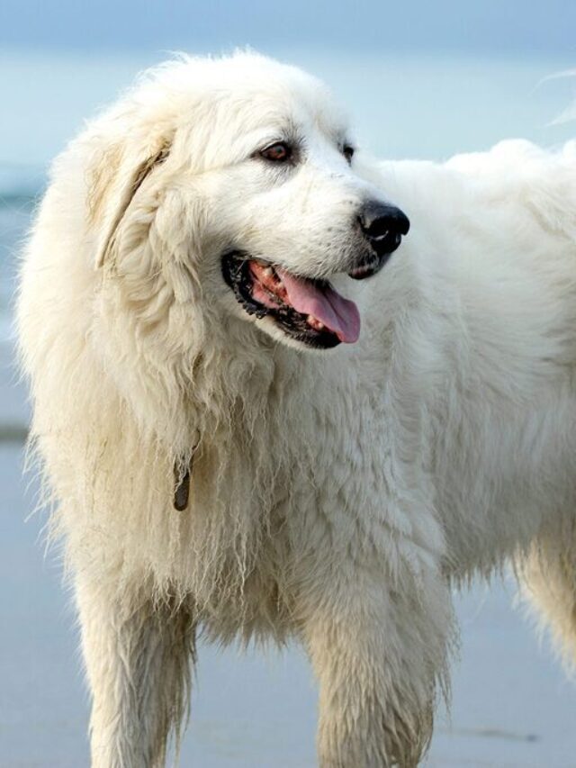 Top 10 Large White Dog Breeds: List of Big White Dog Breeds