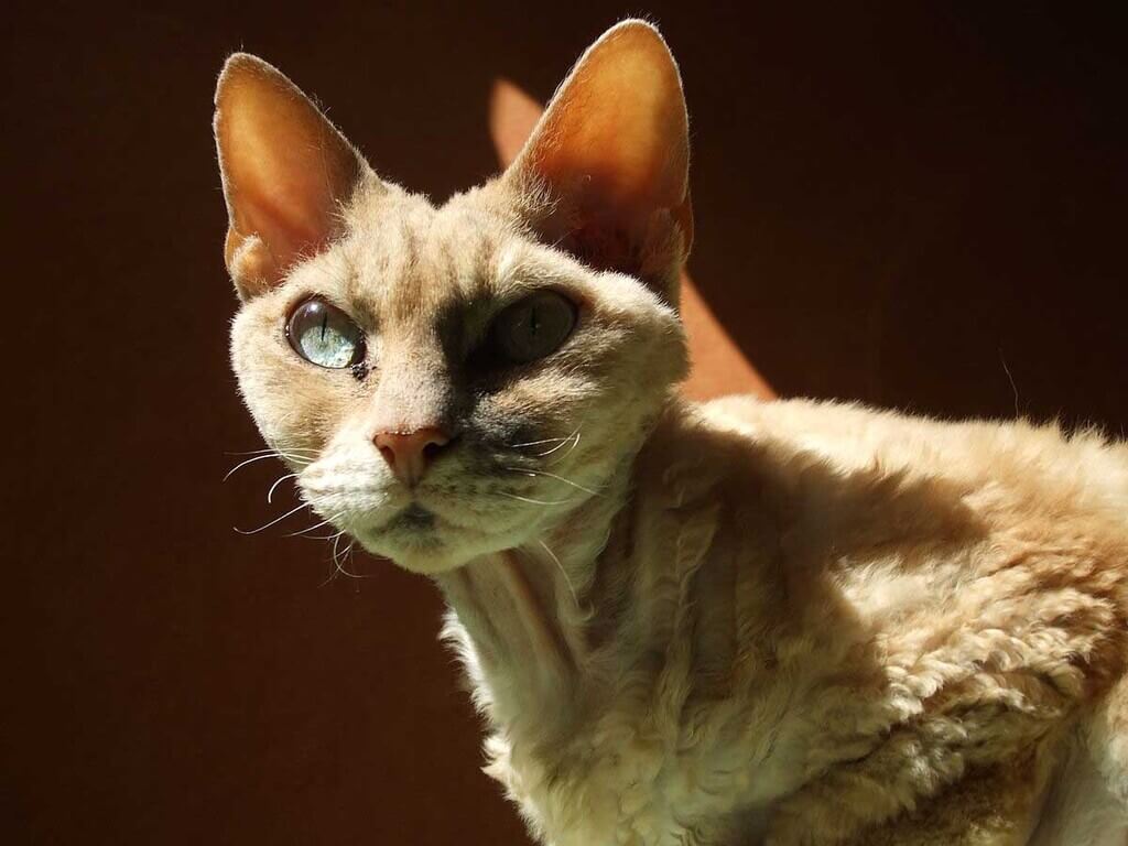 curly haired cat: Devon Rex