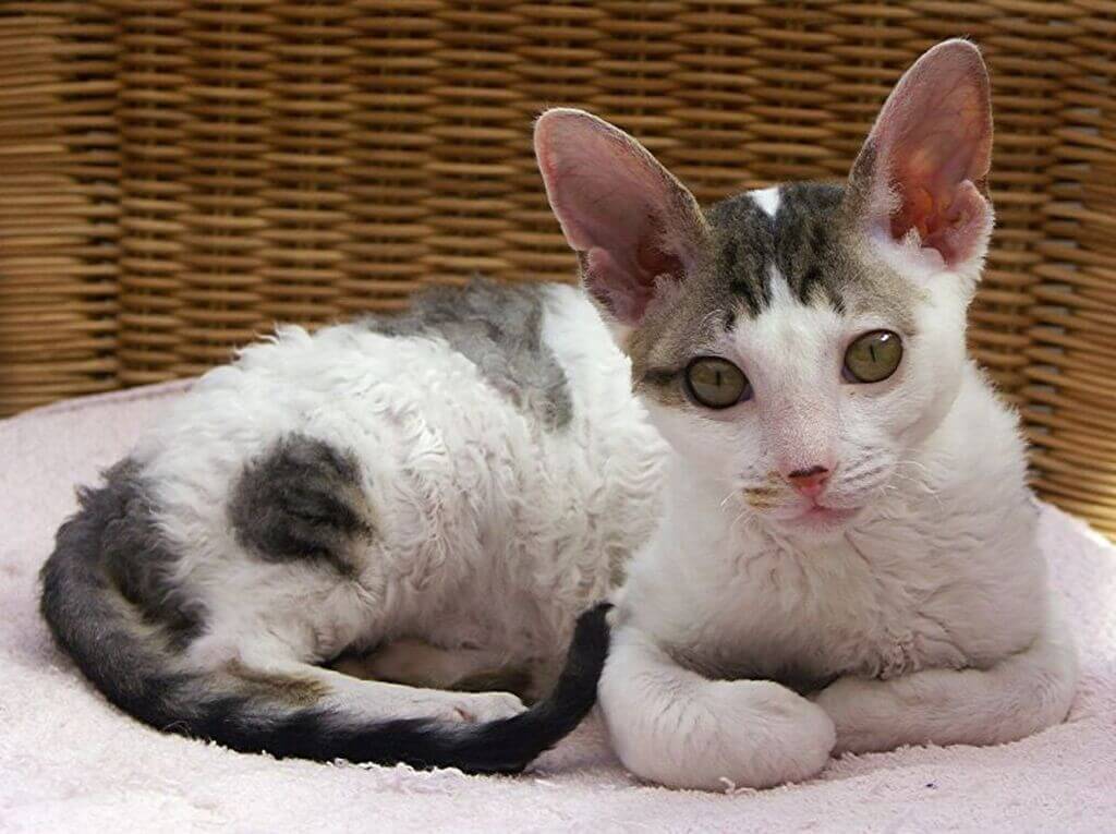 curly haired cat: Cornish Rex