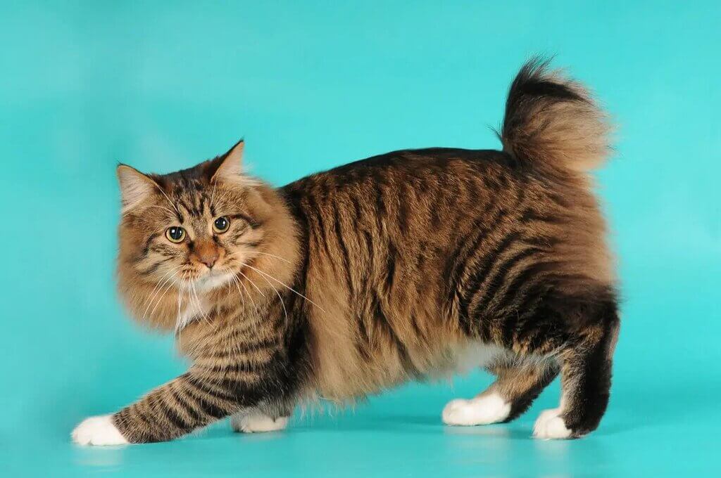 cutest cat breeds: American Bobtail