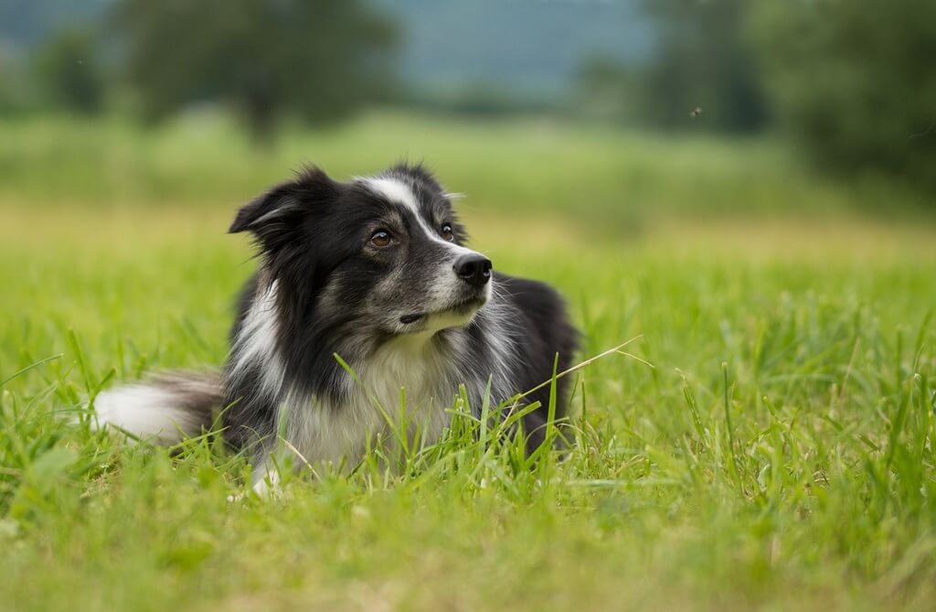 border collie shedding how do we stop or control it