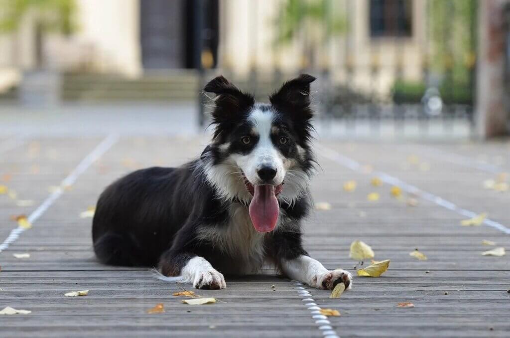 border collie shedding how do we stop or control it