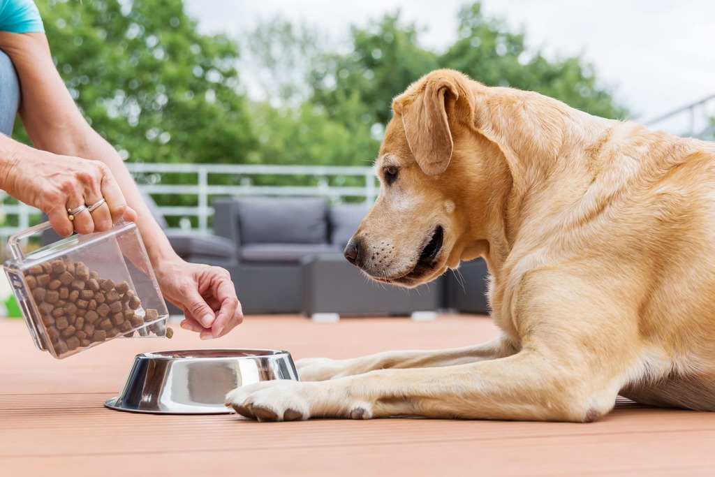 dog food brands to avoid
