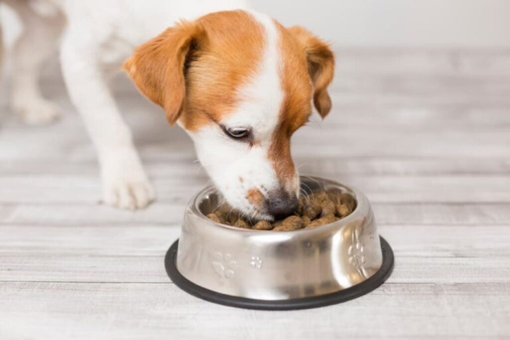 dog food brands to avoid