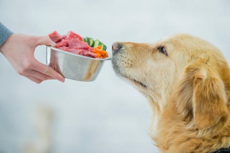 What Dog Food Brands to Avoid and Why? That You Must Know