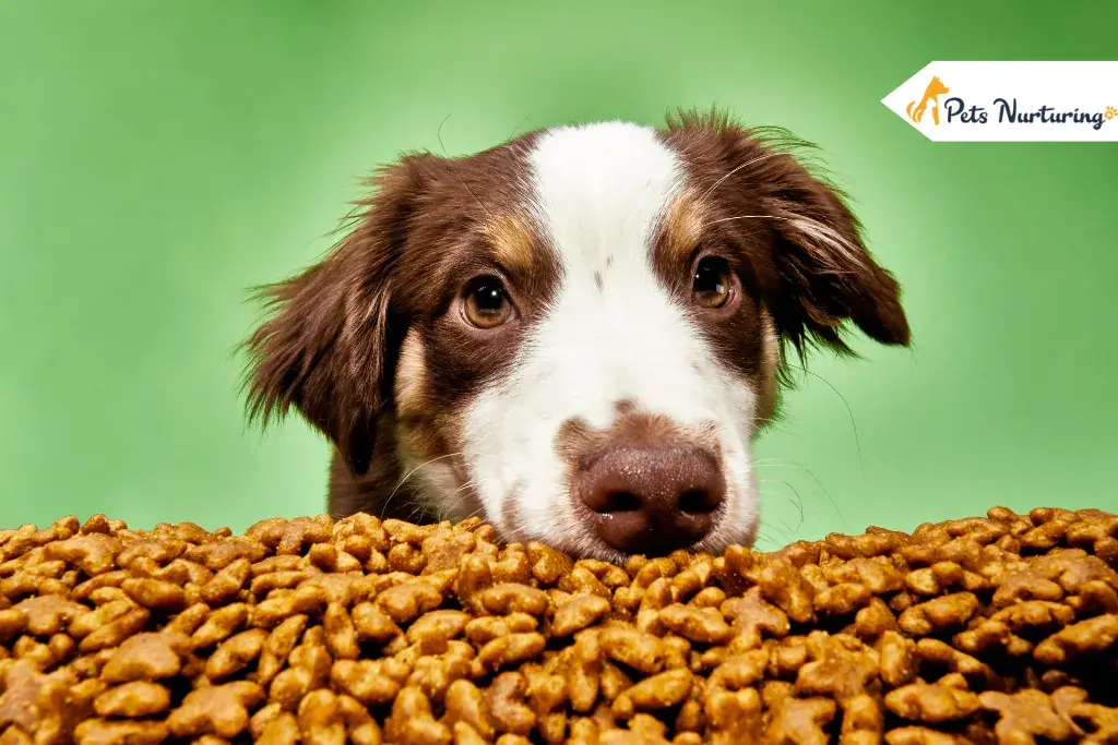 dog food brands to avoids