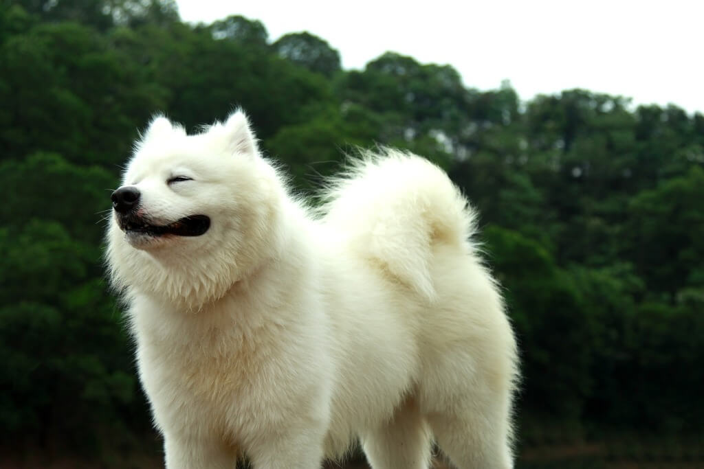 what are the fluffy white dogs