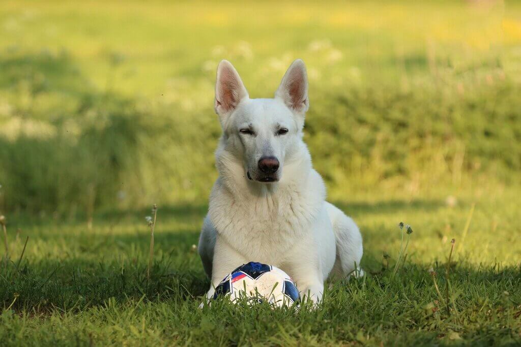 large white dog breeds: White American Shepherd - White Fluffy Dog