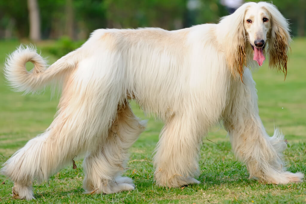 large white dog breeds: Afghan Hound - White Fluffy Dog
