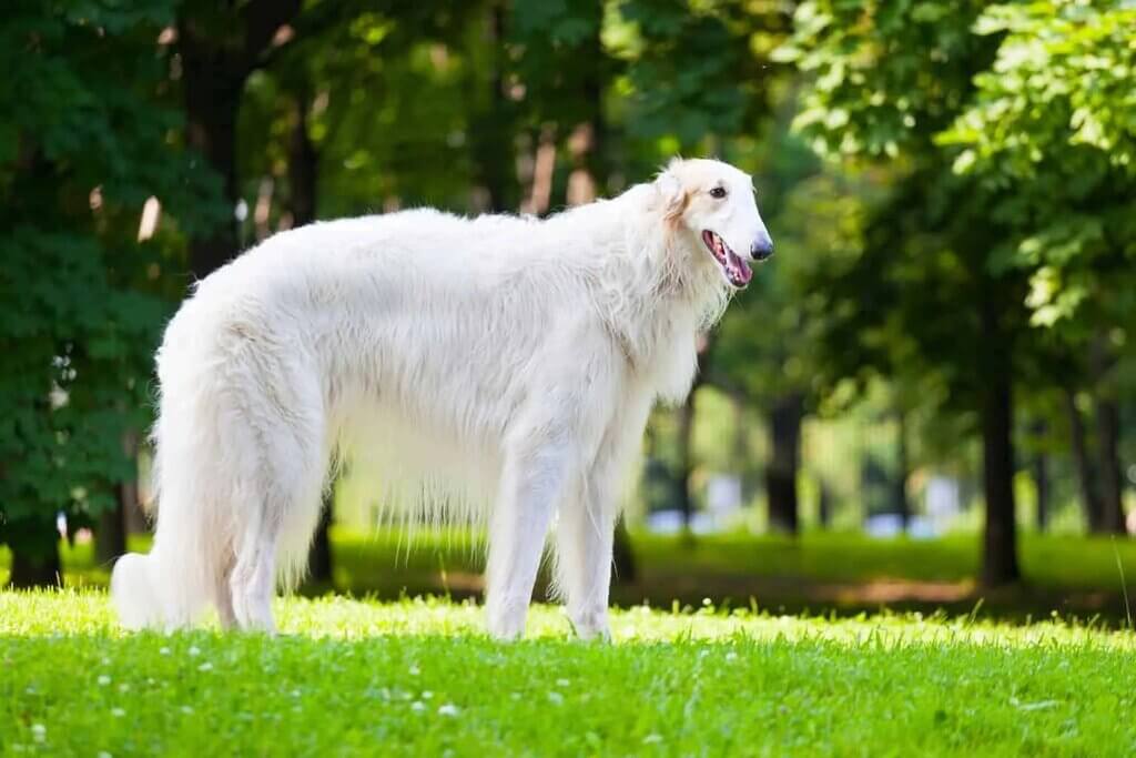 huge white dog breeds