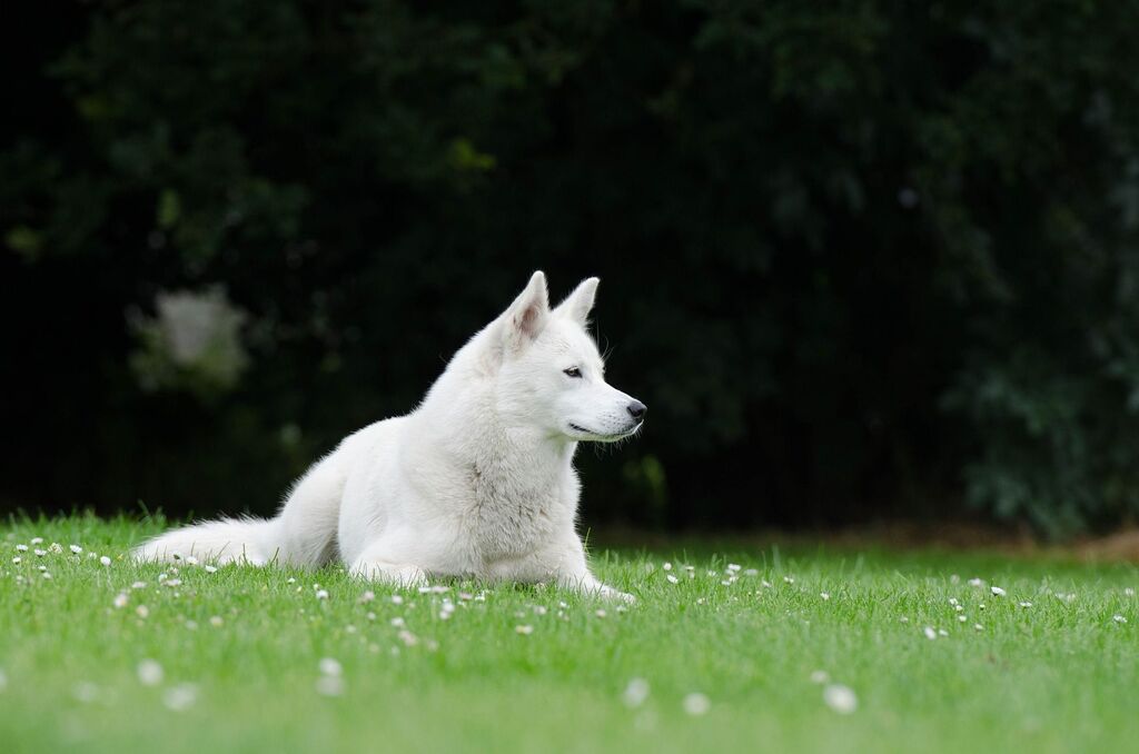 huge white dog breeds