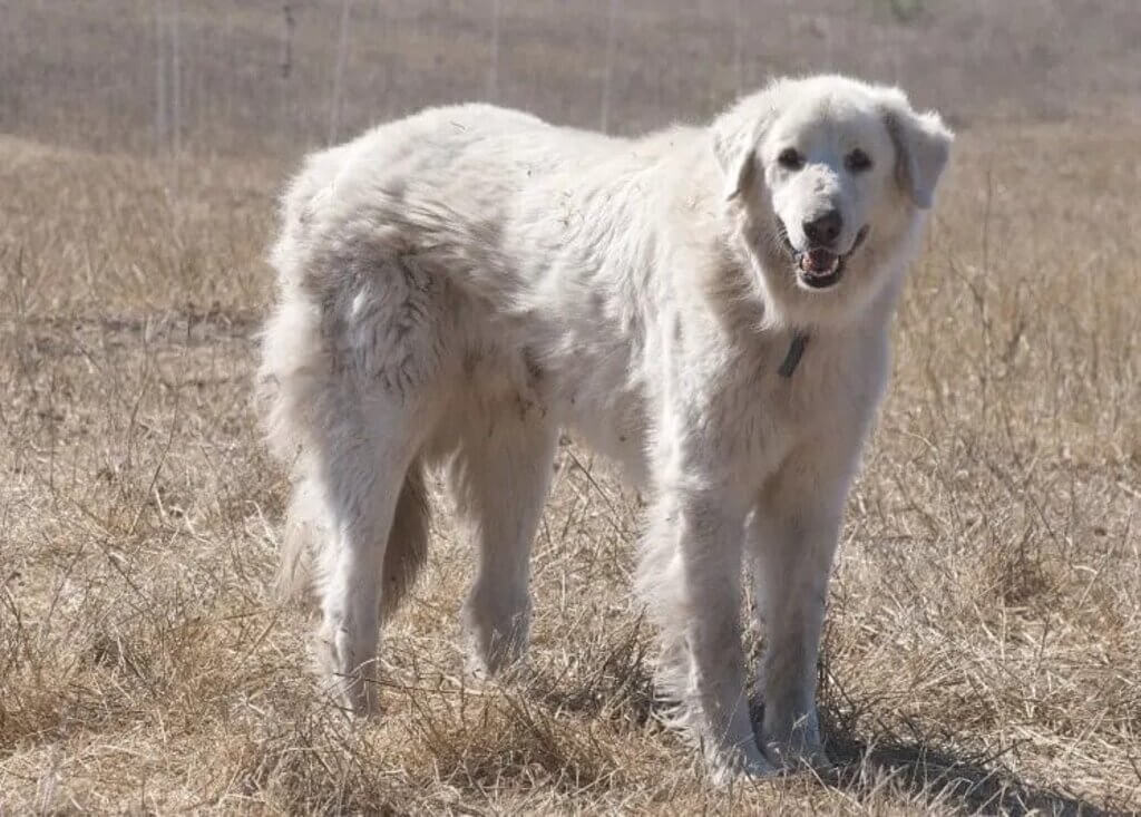 what breed are white fluffy dogs