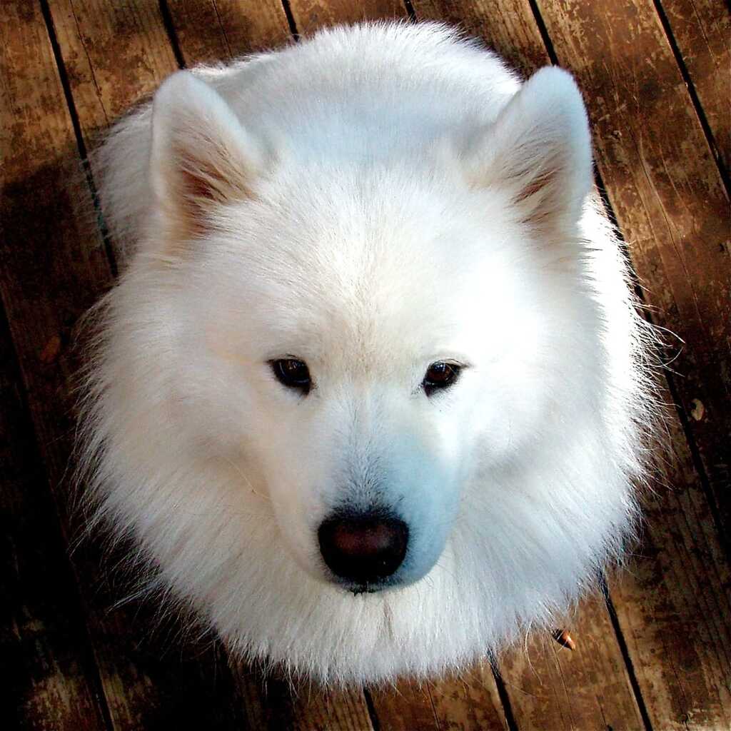 large white dog breeds: Samoyed - Large Fluffy Dog