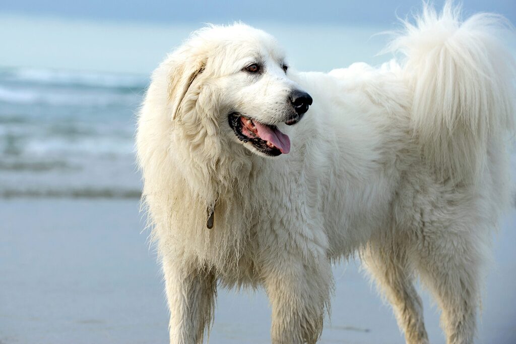 large white dog breeds: The Great Pyrenees - White Fluffy Dog