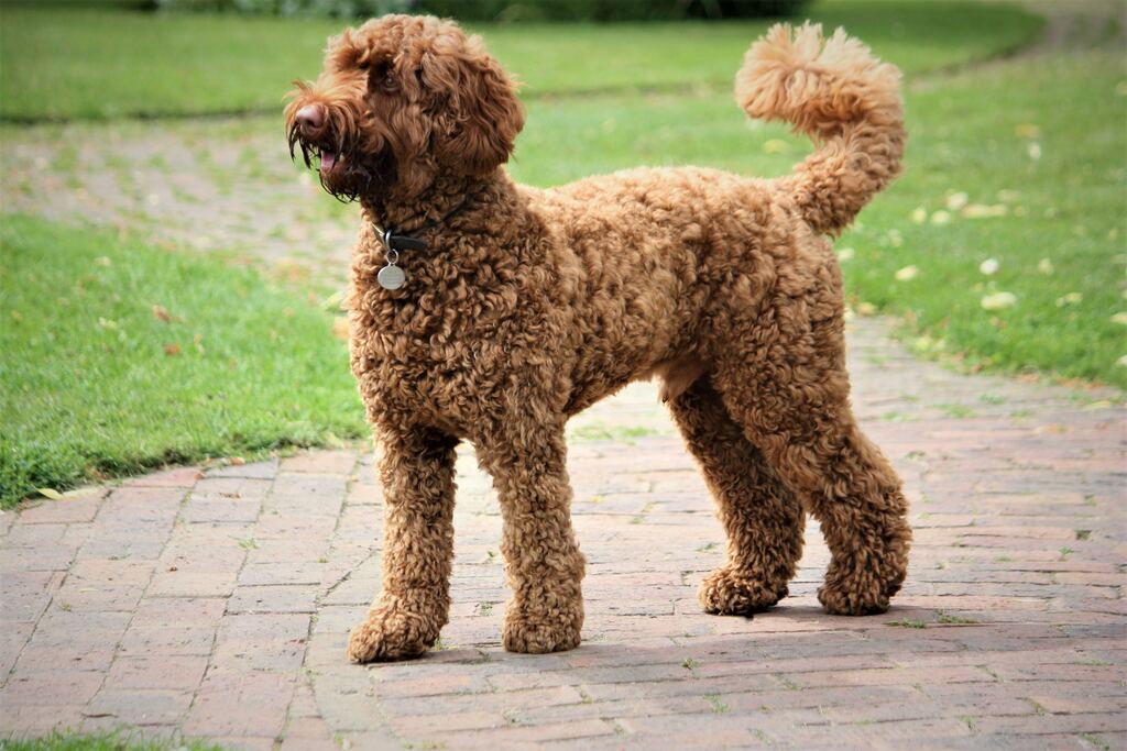 Mixed Poodles Dog Breed
