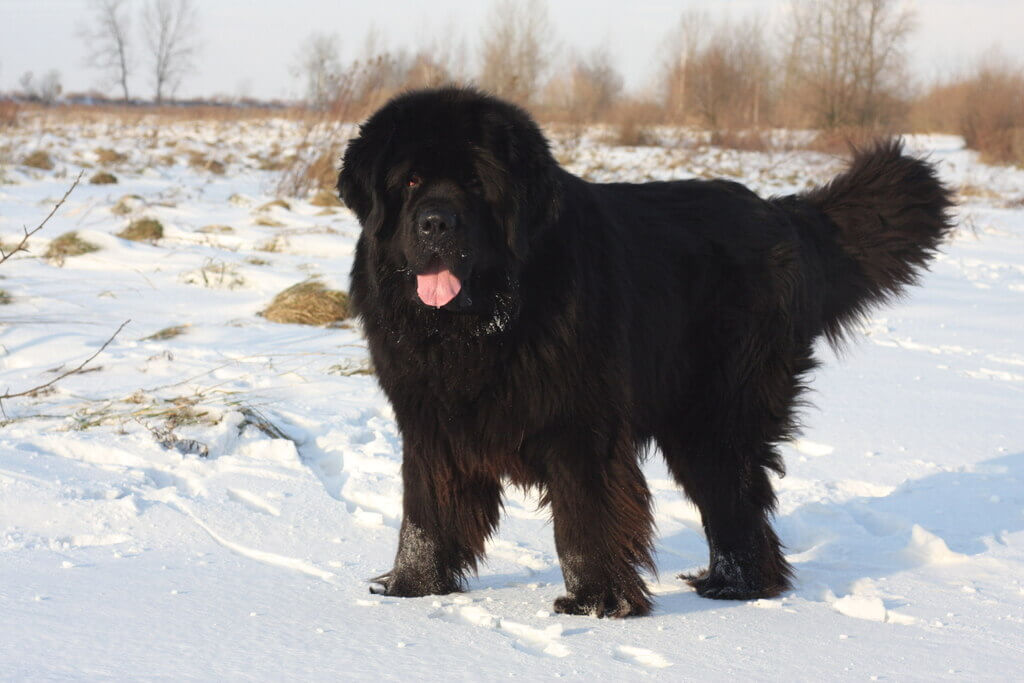 webbed feet dogs: Newfoundland