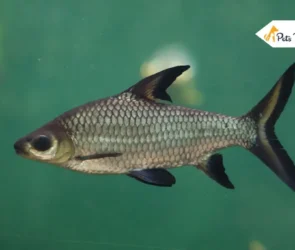 Bala Shark fish