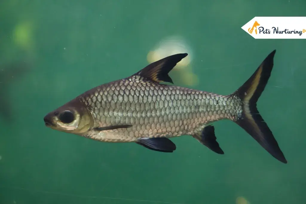 Bala Shark fish