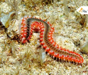 Bristle Worm