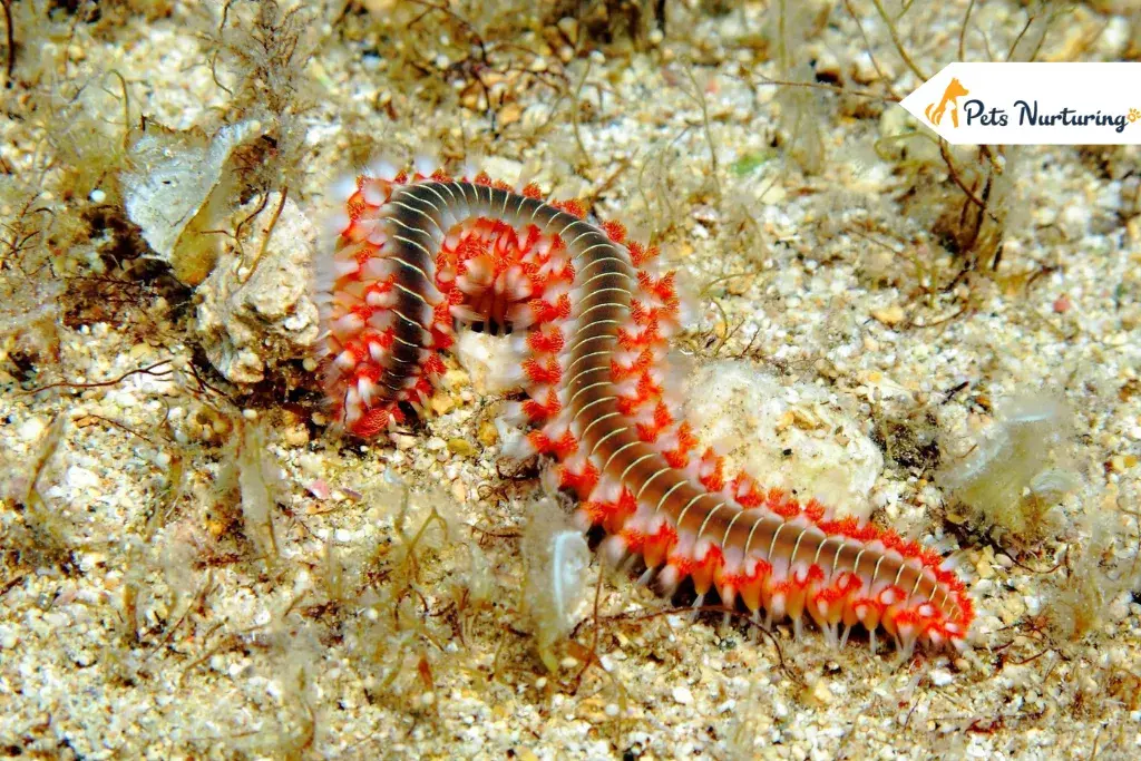 Bristle Worm