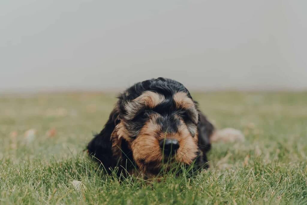 Cockapoo Puppies