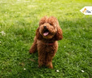 Cockapoo puppy