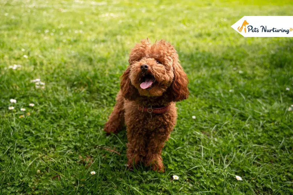 Cockapoo puppy