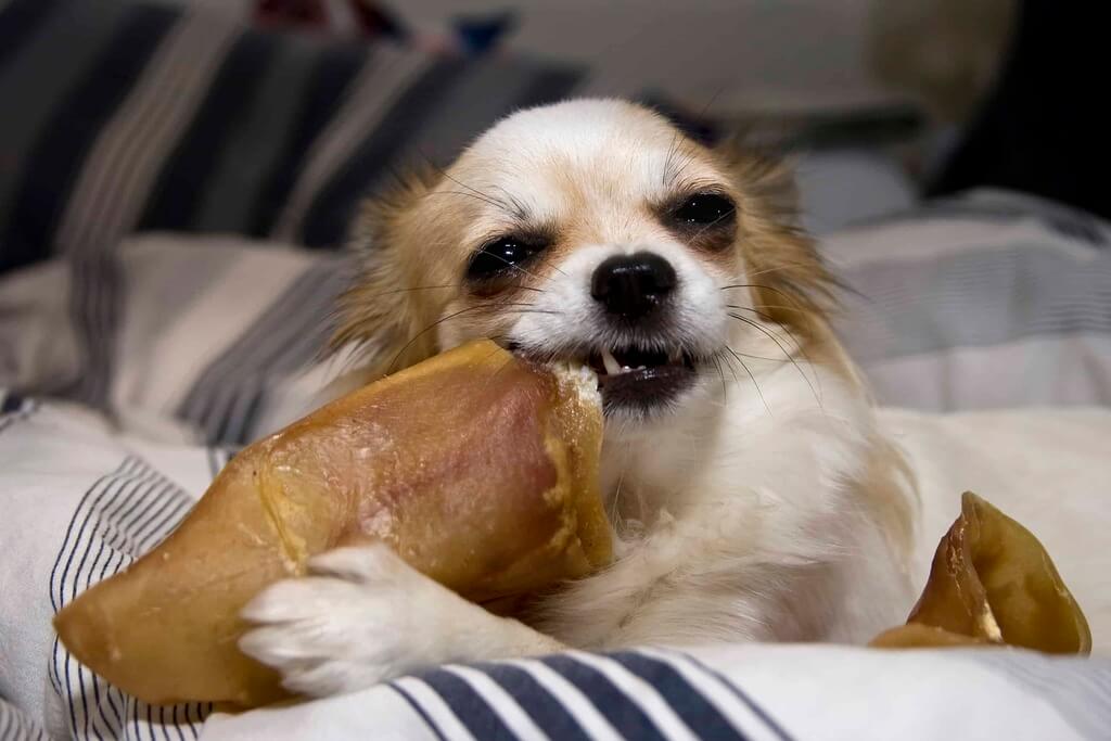 Common Concerns for Dog Owners