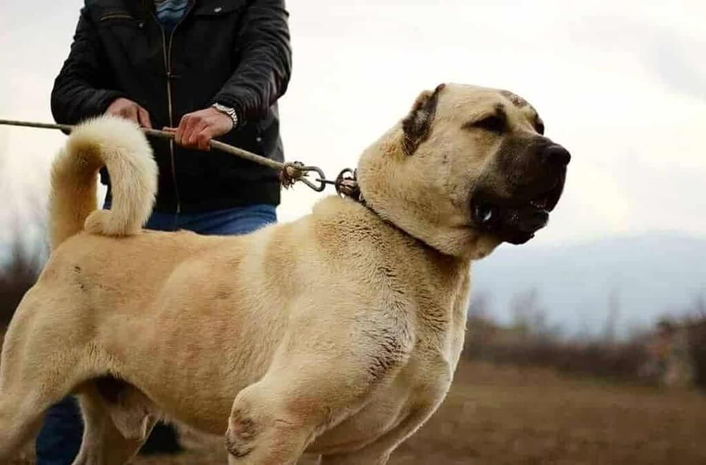 Dog Breeds with the Strongest Bite