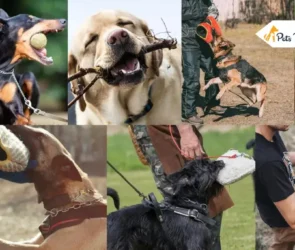 Dog Breeds with the Strongest Bites