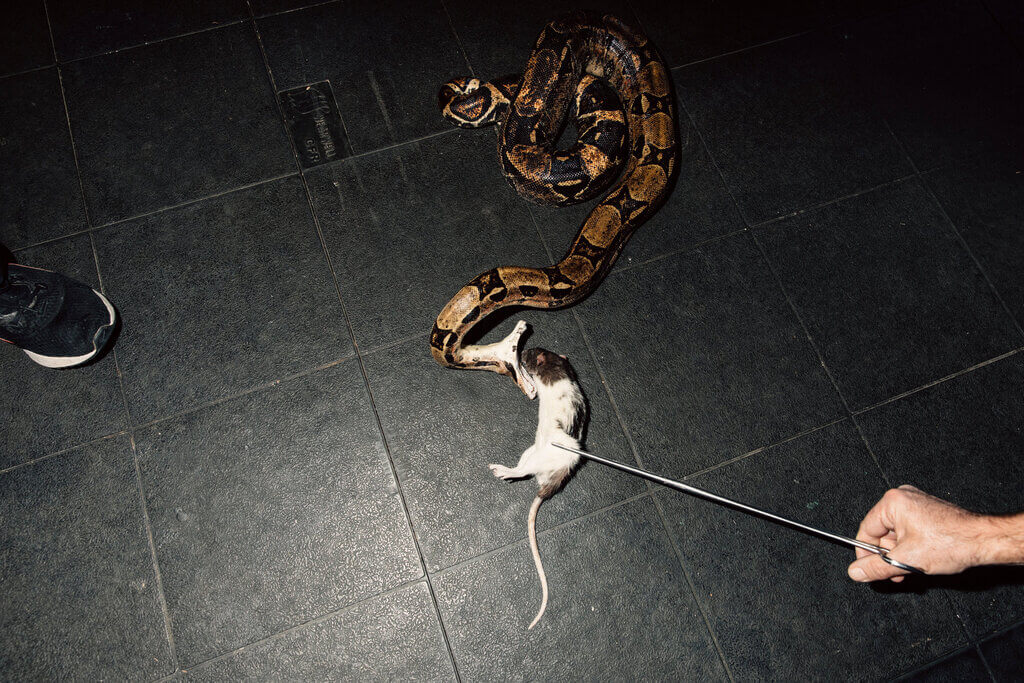 Feeding Frozen Rodents to Your Pet Snakes