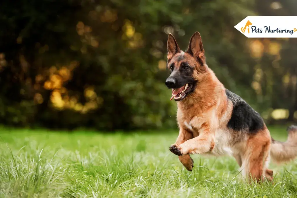 German Shepherd Name