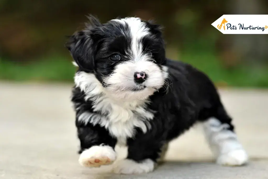 Havapoo Puppy