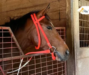 Horse Board