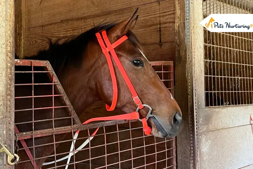Horse Board