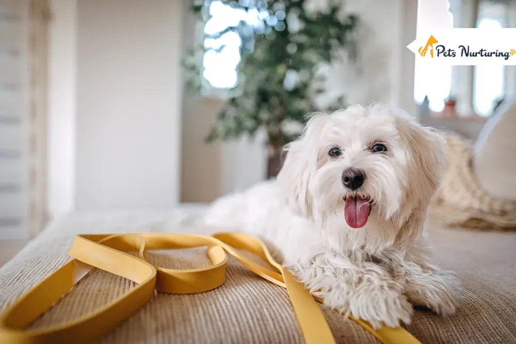 Malshi Puppy