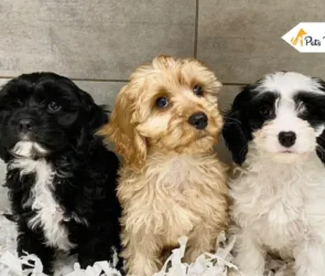 Mixed Breed Dog