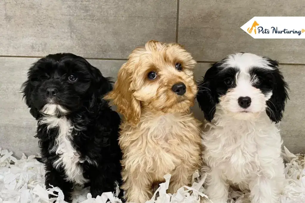 Mixed Breed Dog