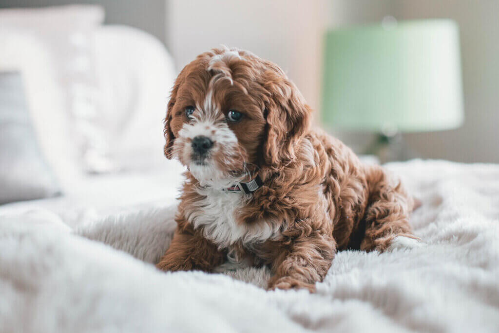 Mixed Breed Dogs: Cavadoodle