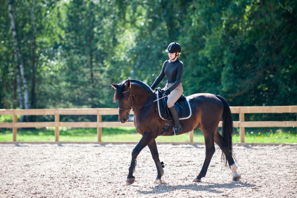 Training Board for Horses