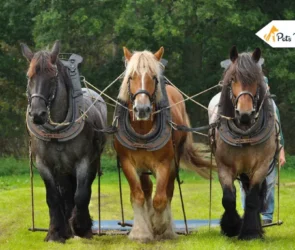 Types of Horse