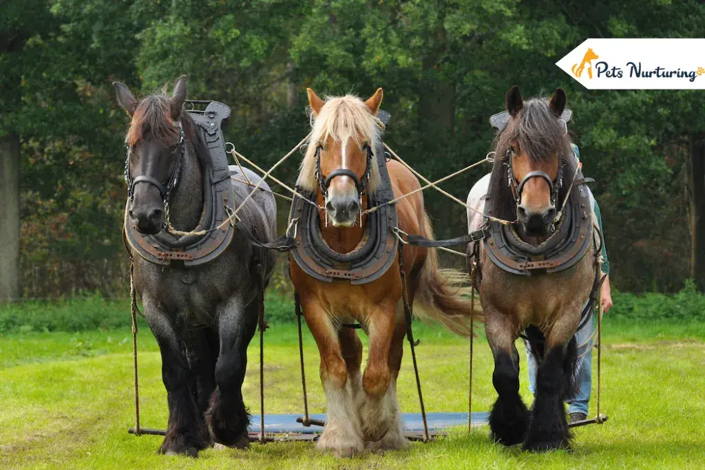 Types of Horse