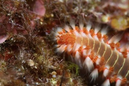 Bristle Worms: An Ultimate Guide And All You Need To Know