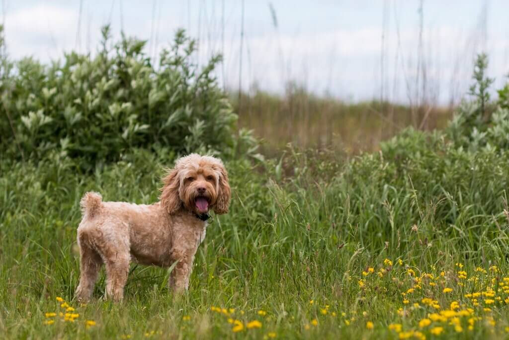 cockapoo dog