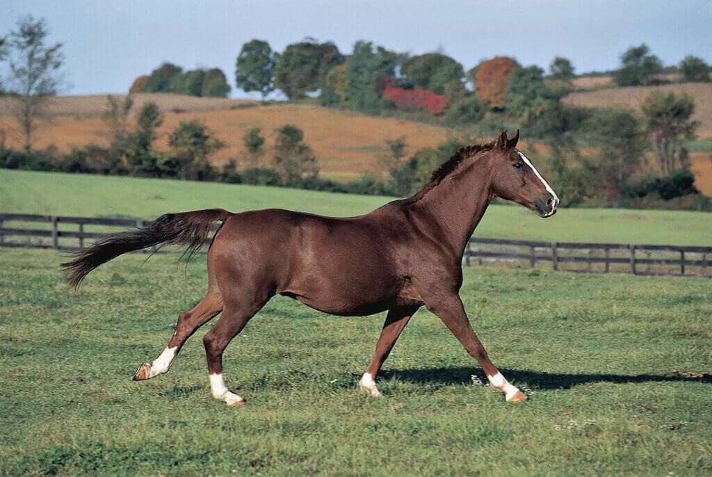 different types of horses: Warmblooded Horse