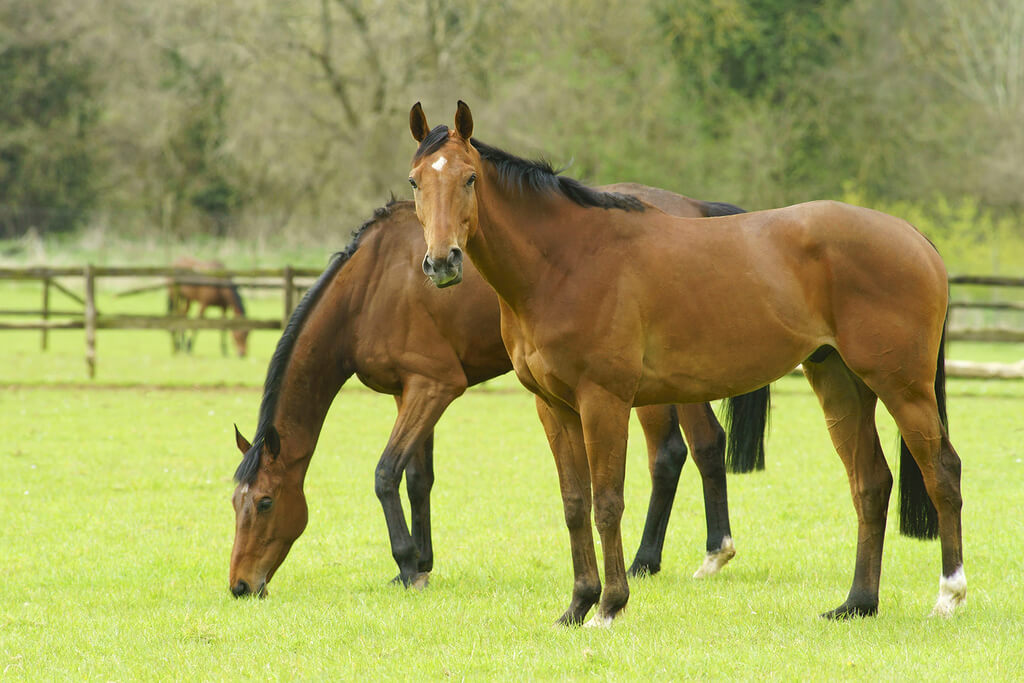 different types of horses: Thoroughbred Horse